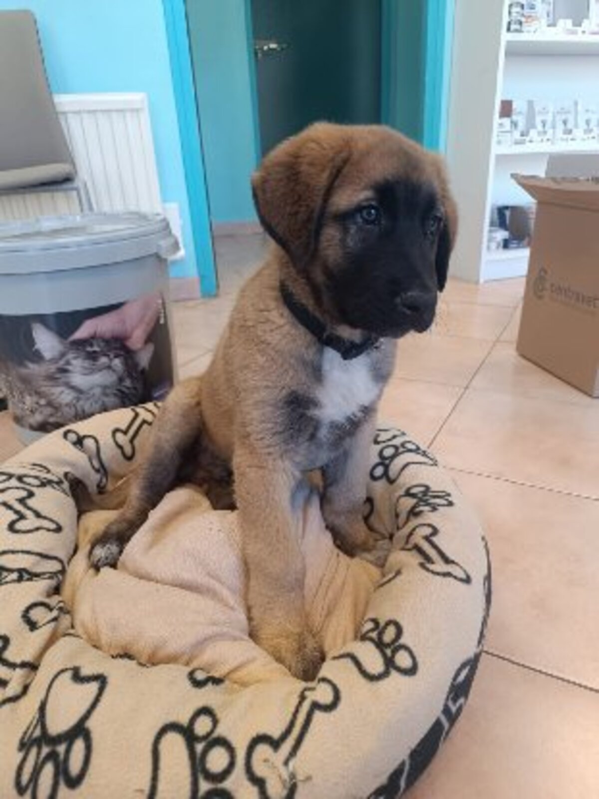 Adoption Orion