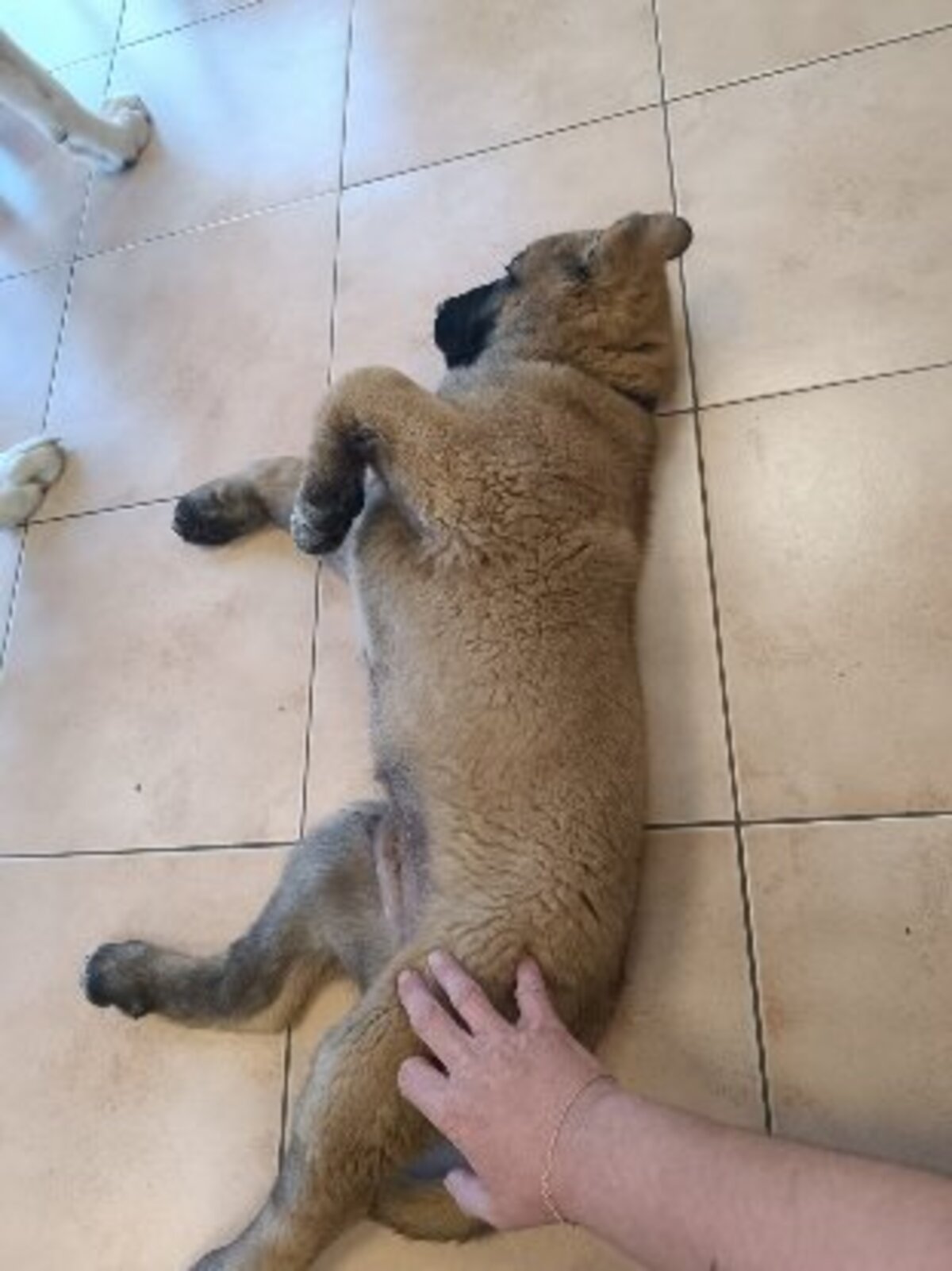 Adoption Orion