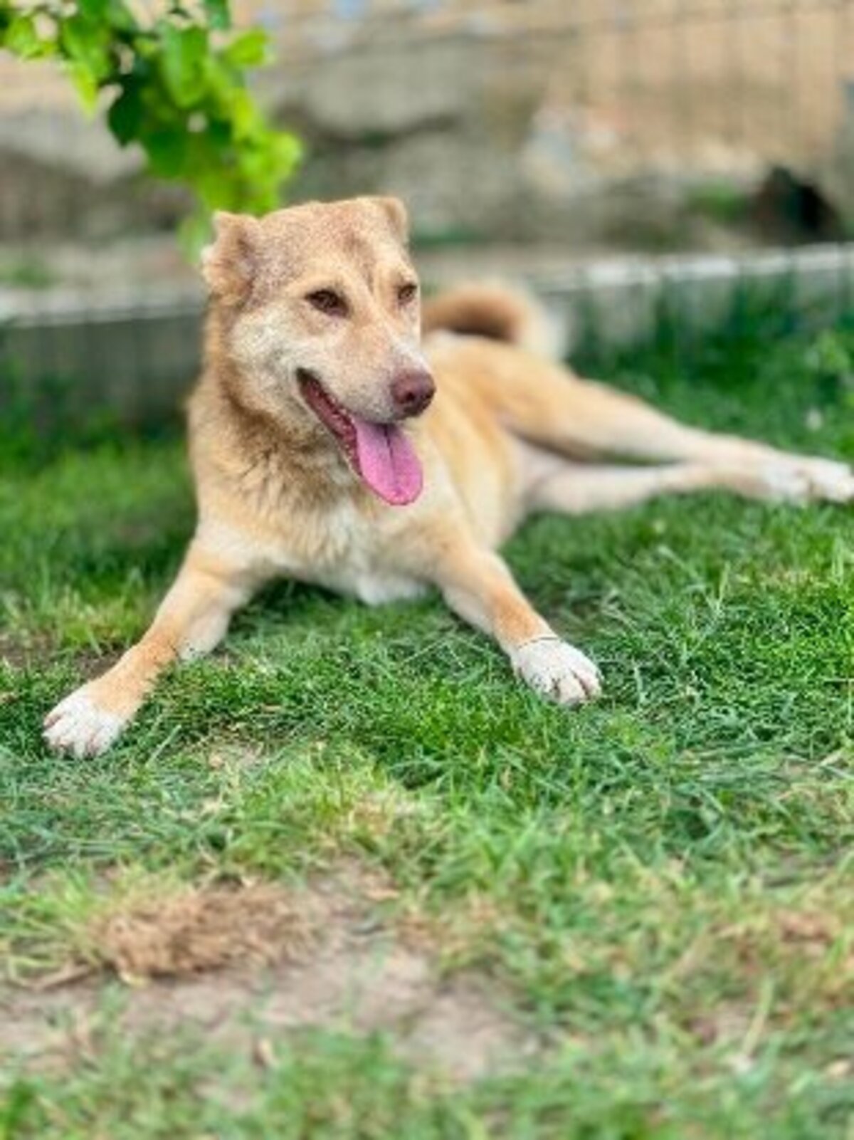 Adoption Orsone