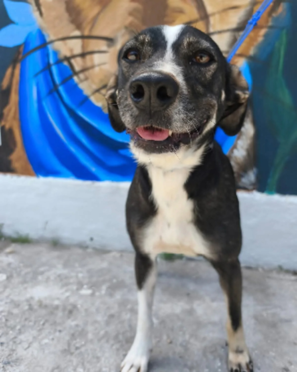Adoption Osmose