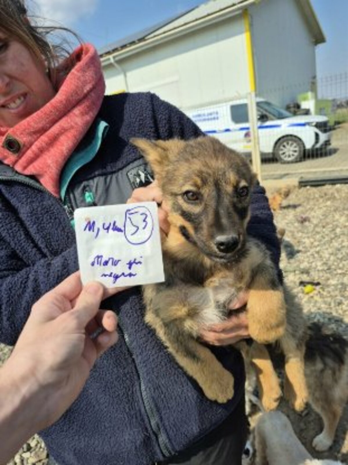 Adoption Oswald