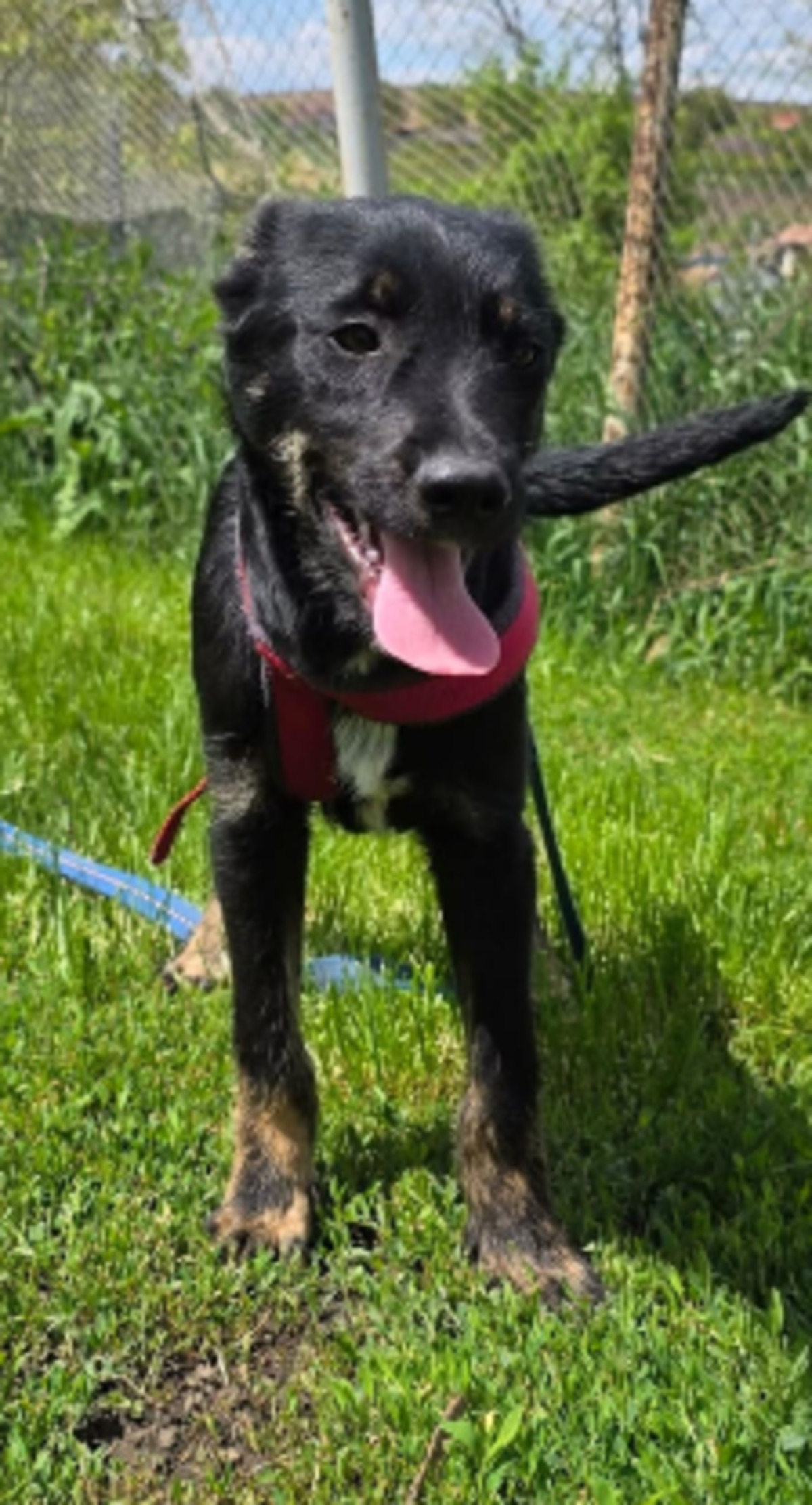 Adoption Othello