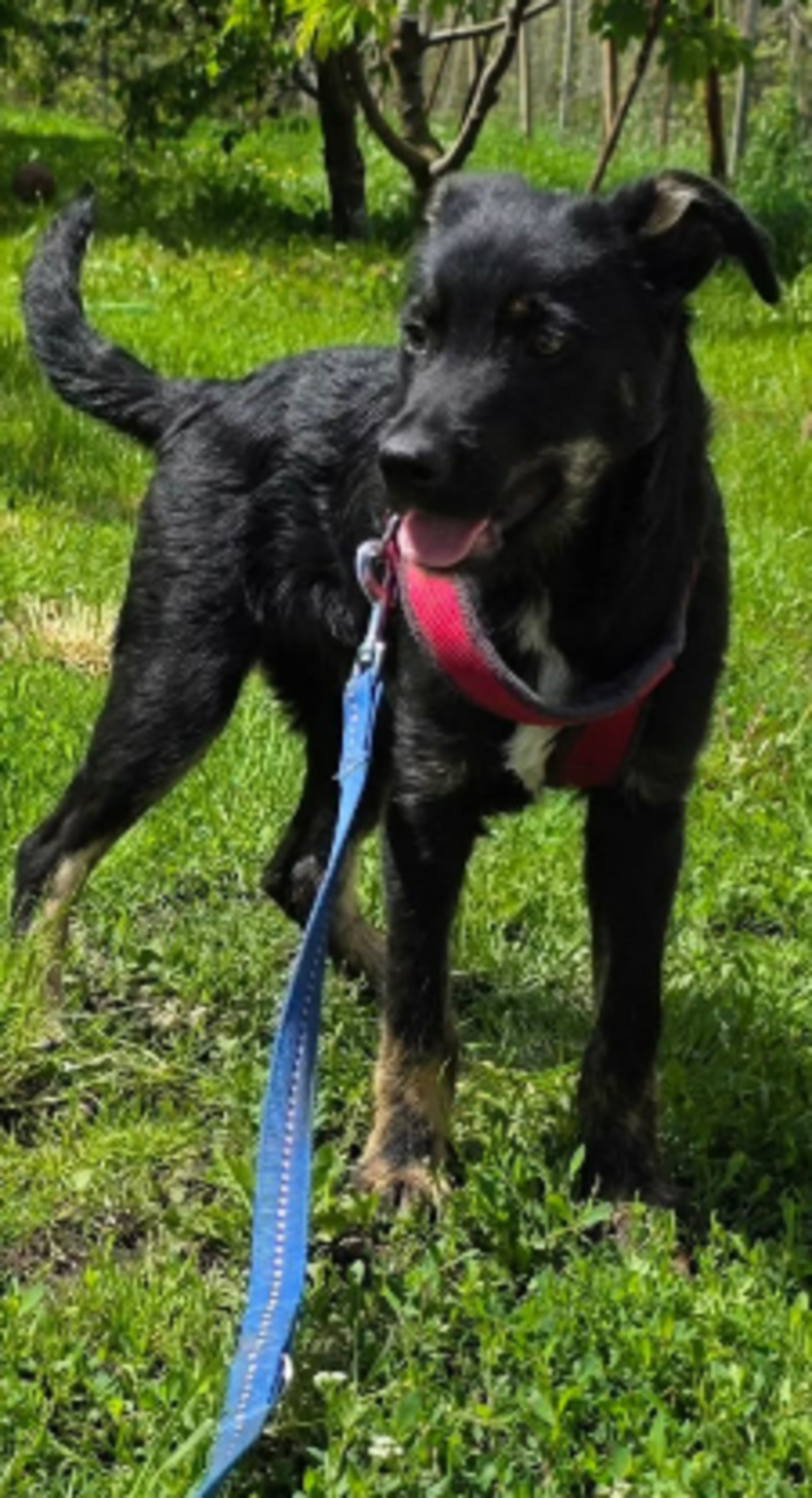 Adoption Othello