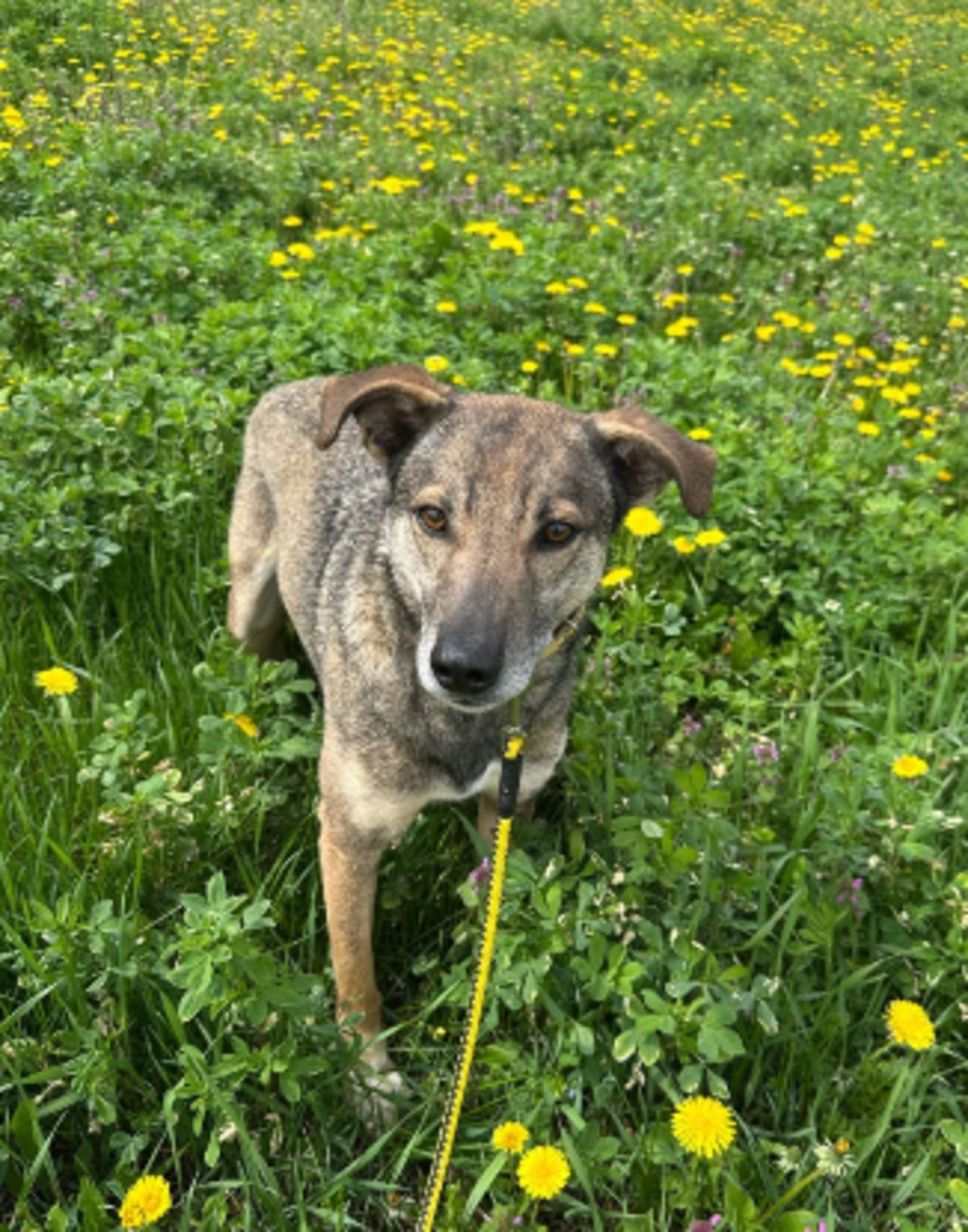 Adoption Otto