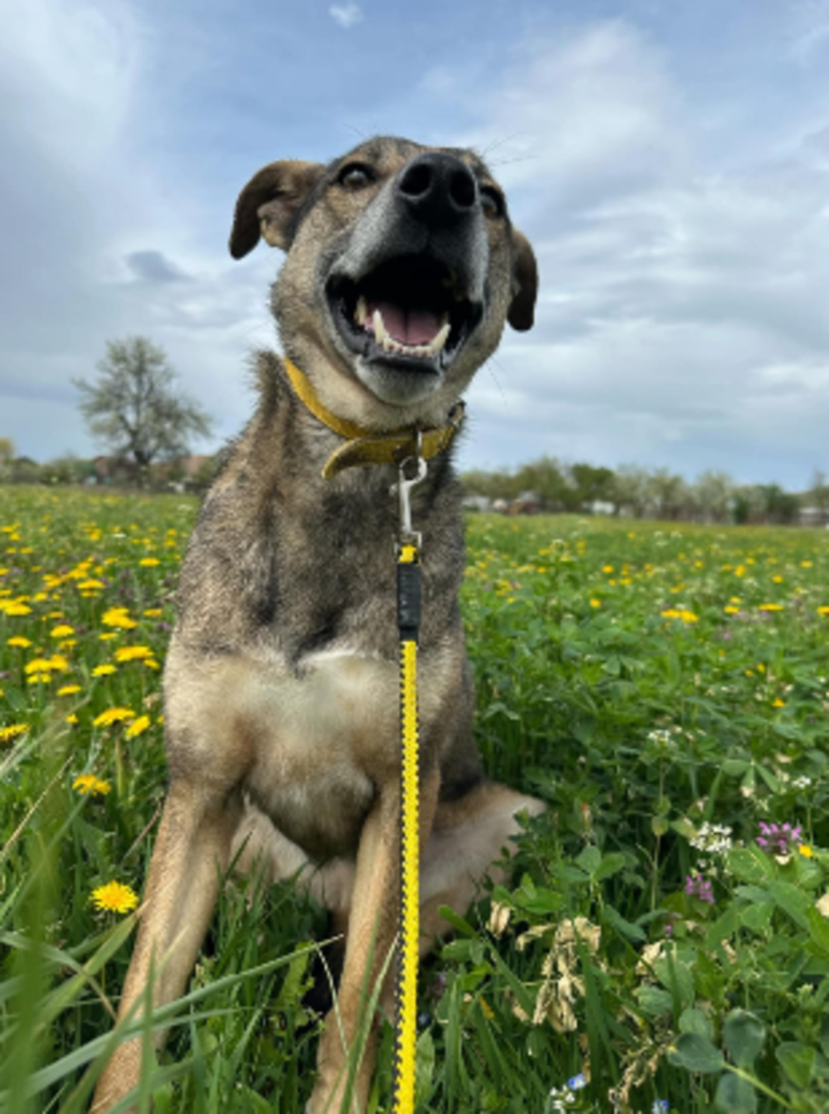 Adoption Otto