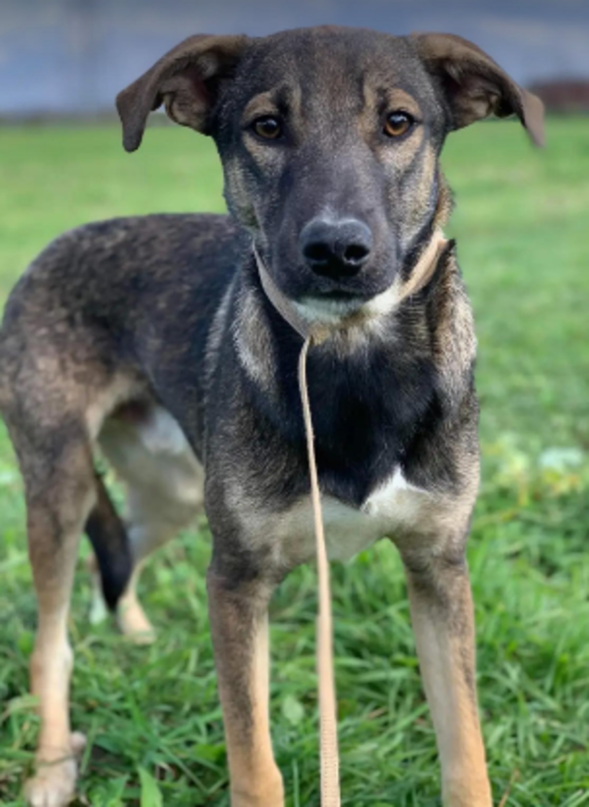 Adoption Otto