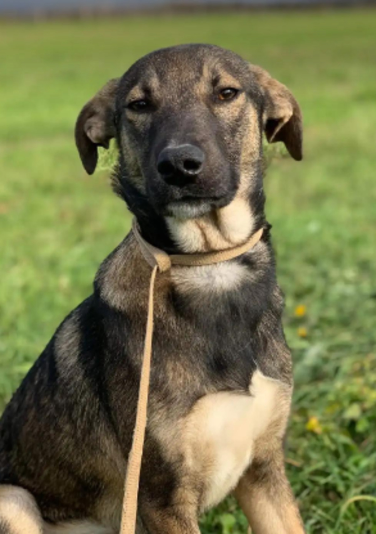 Adoption Otto