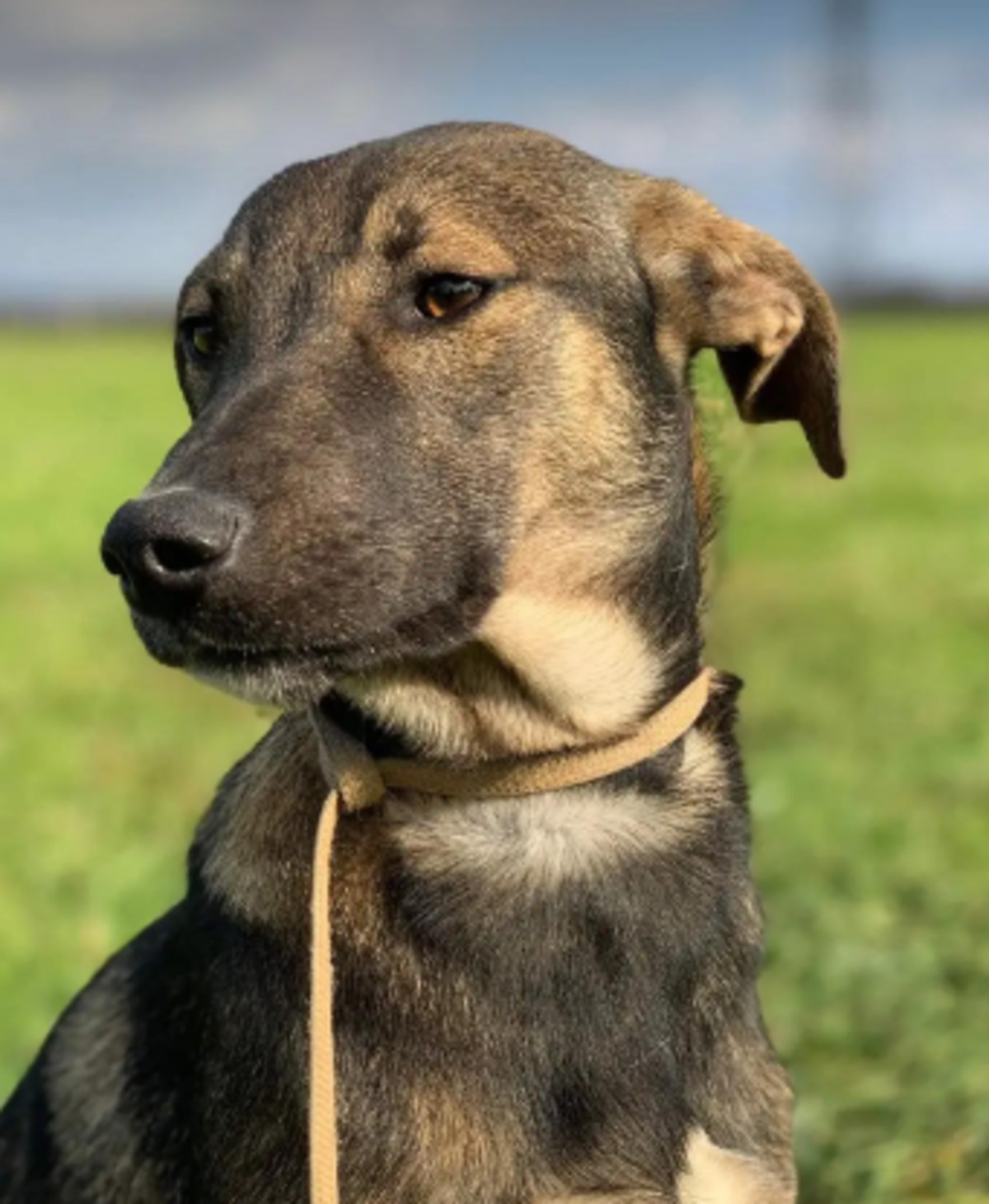 Adoption Otto