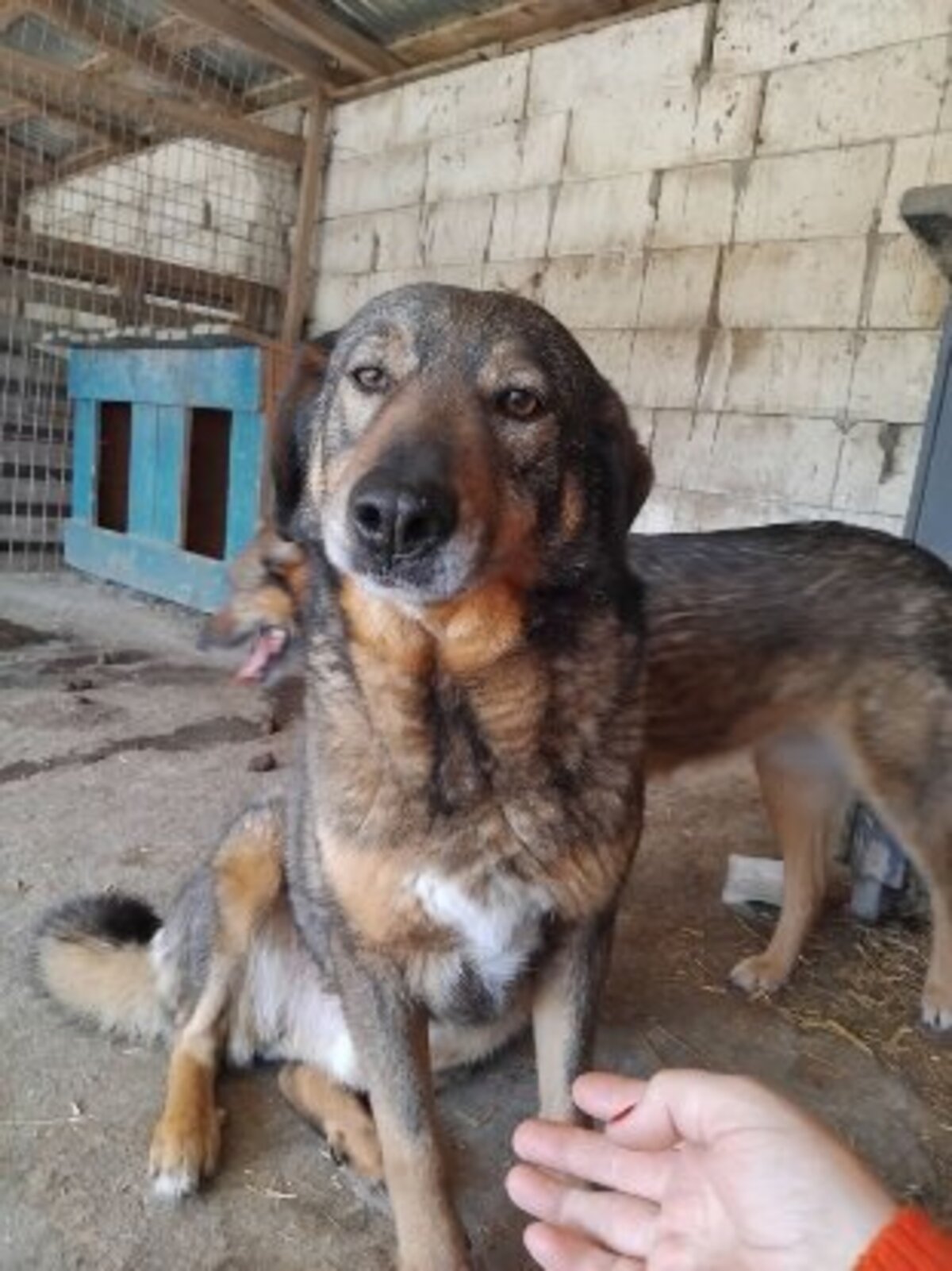 Adoption Ouzo
