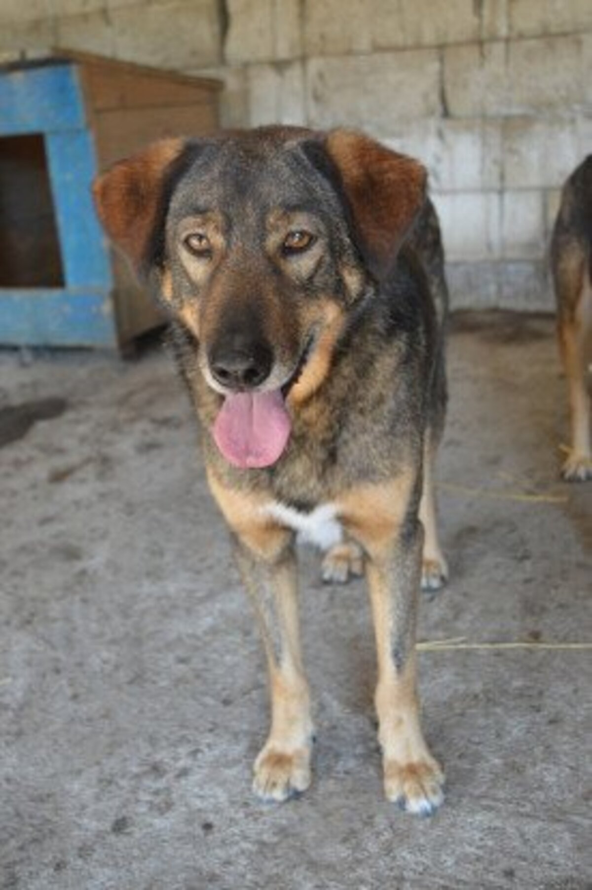 Adoption Ouzo