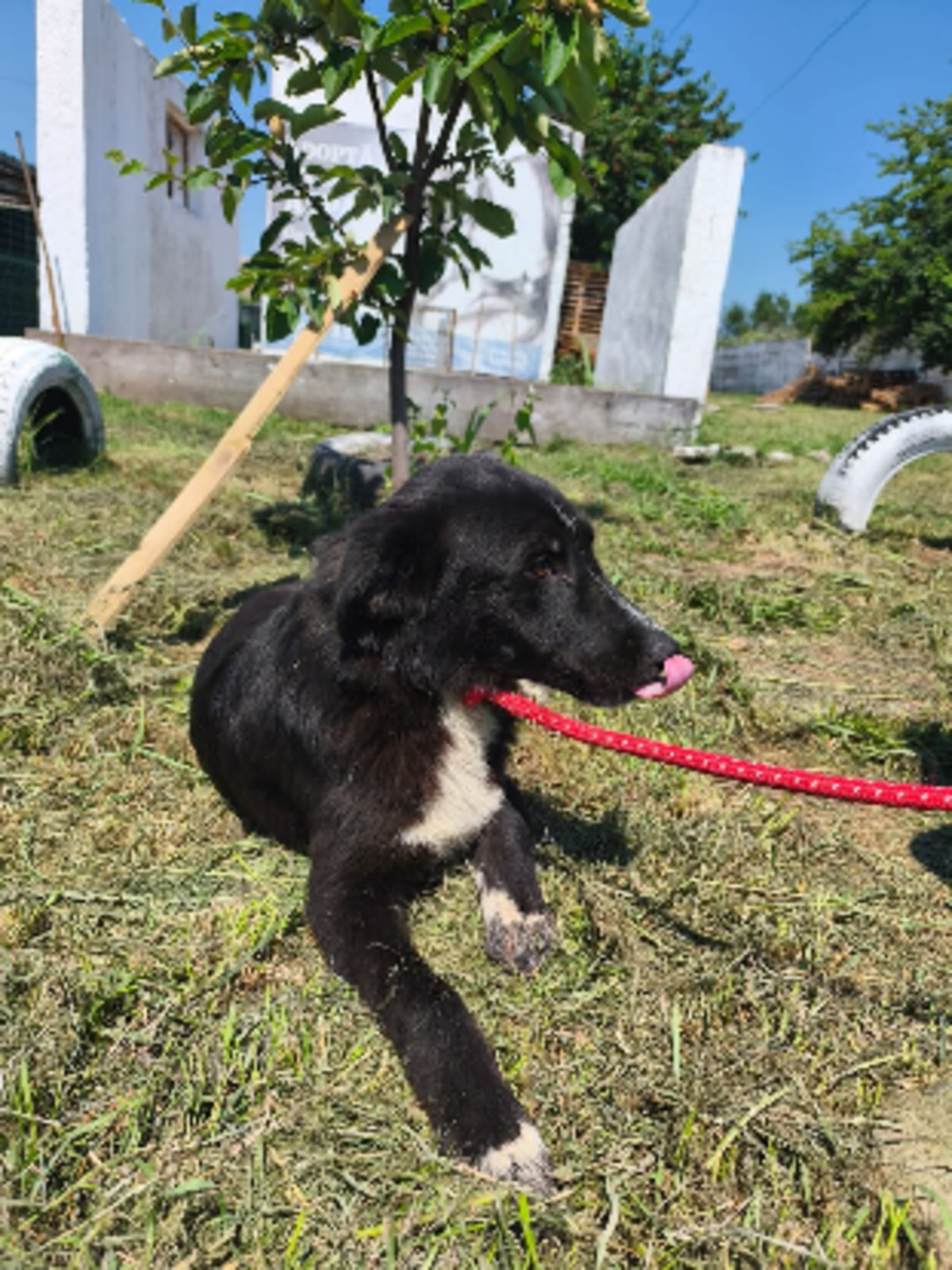 Adoption Ozzy