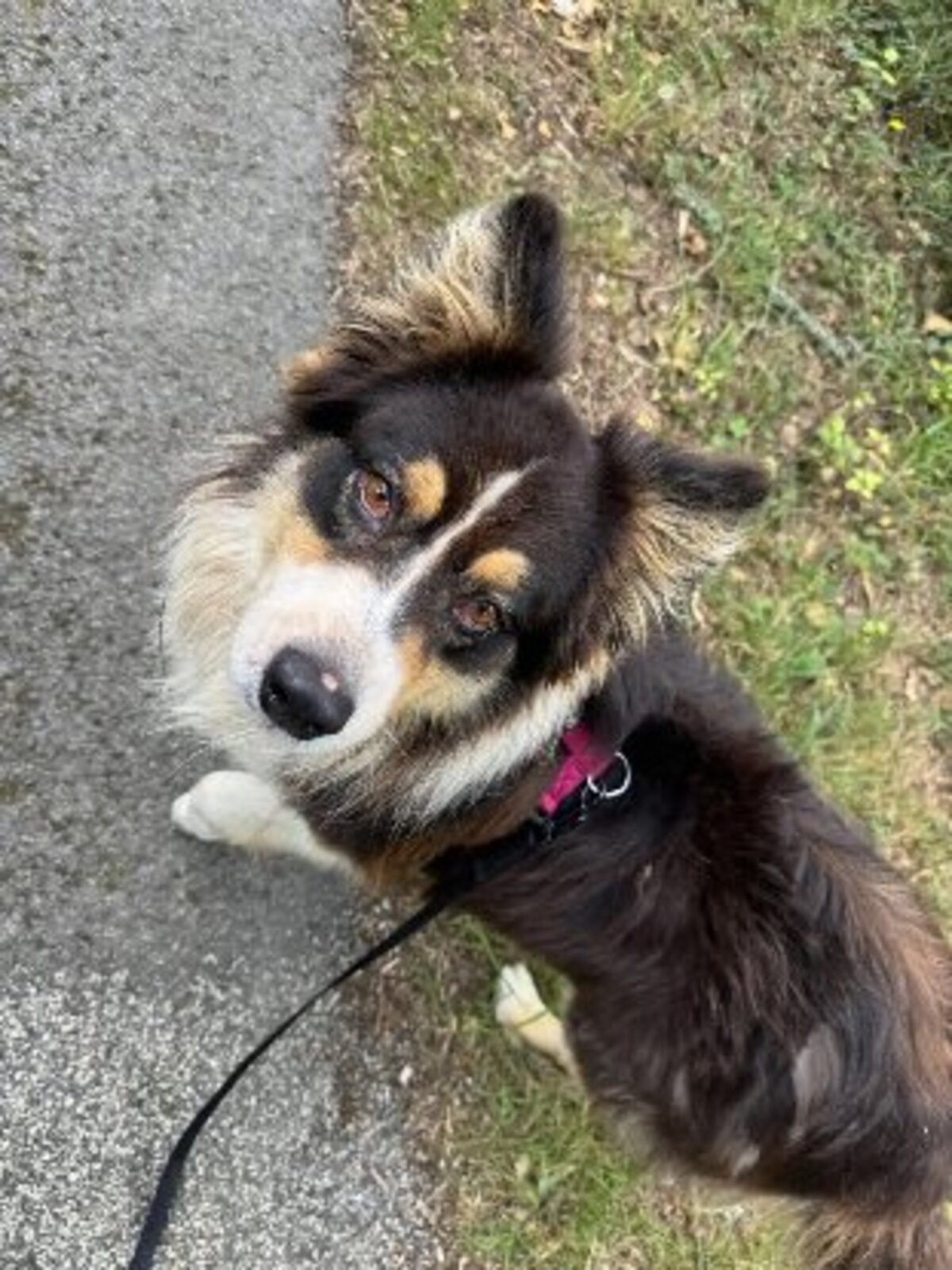 Adoption Pablo