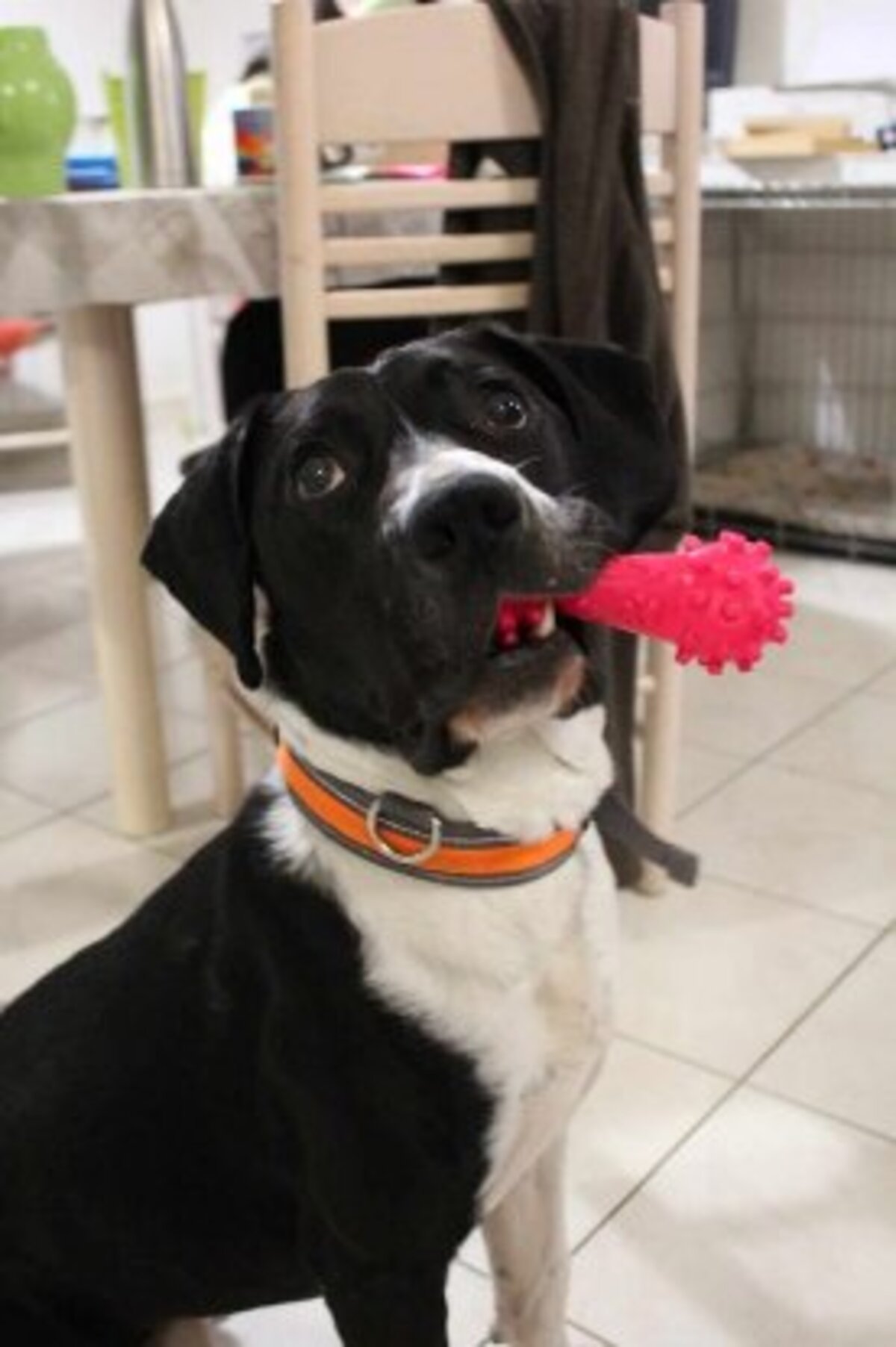 Adoption Pacha