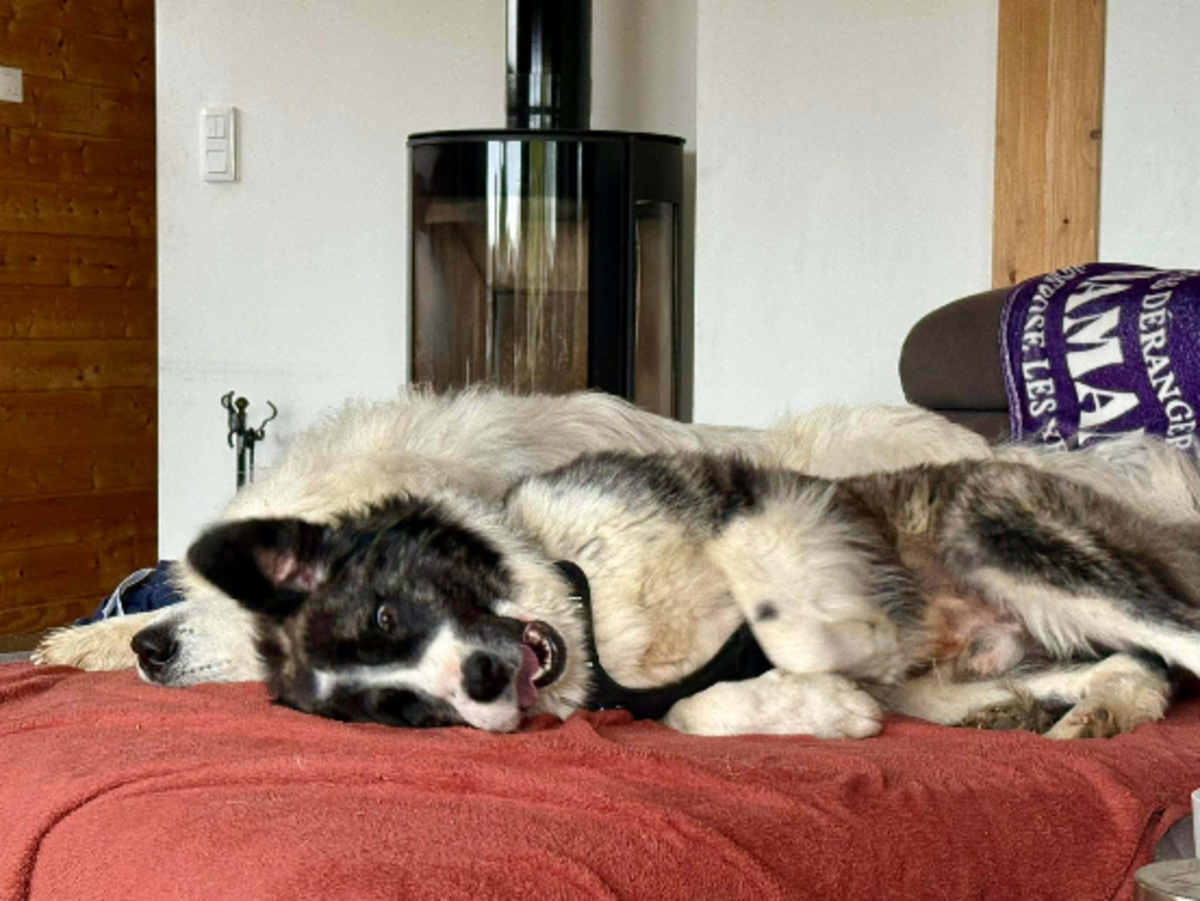 Adoption Paddy