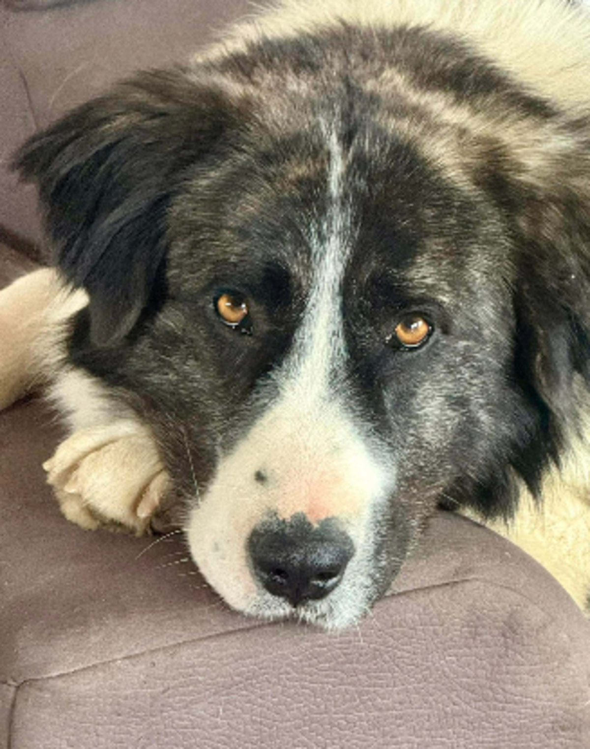 Adoption Paddy