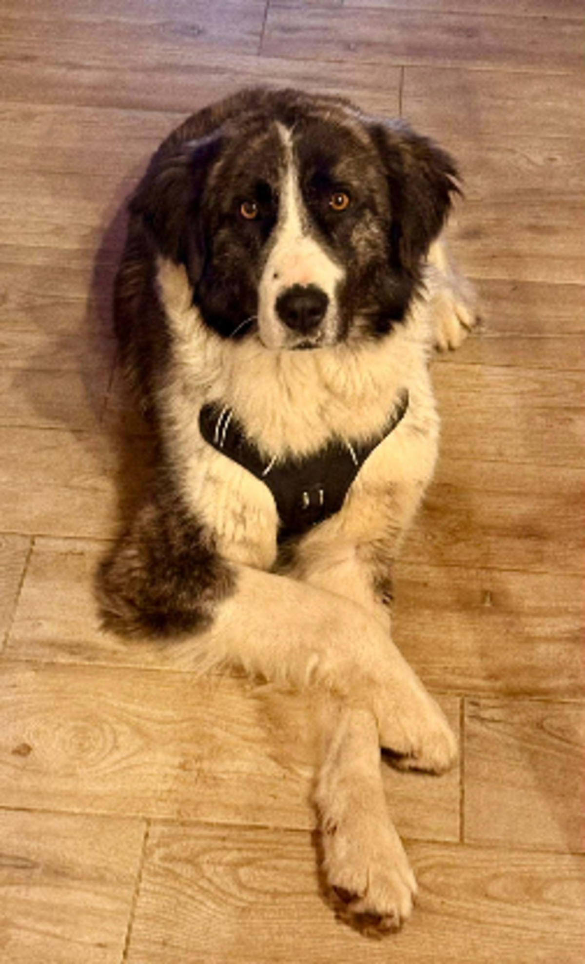 Adoption Paddy