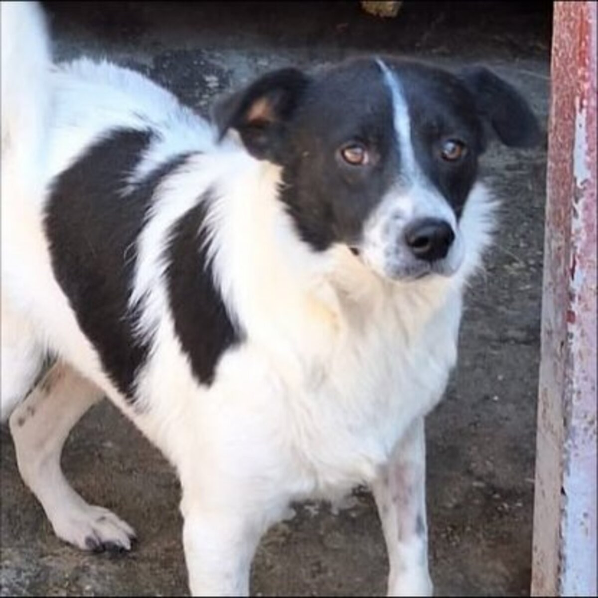 Adoption Paf