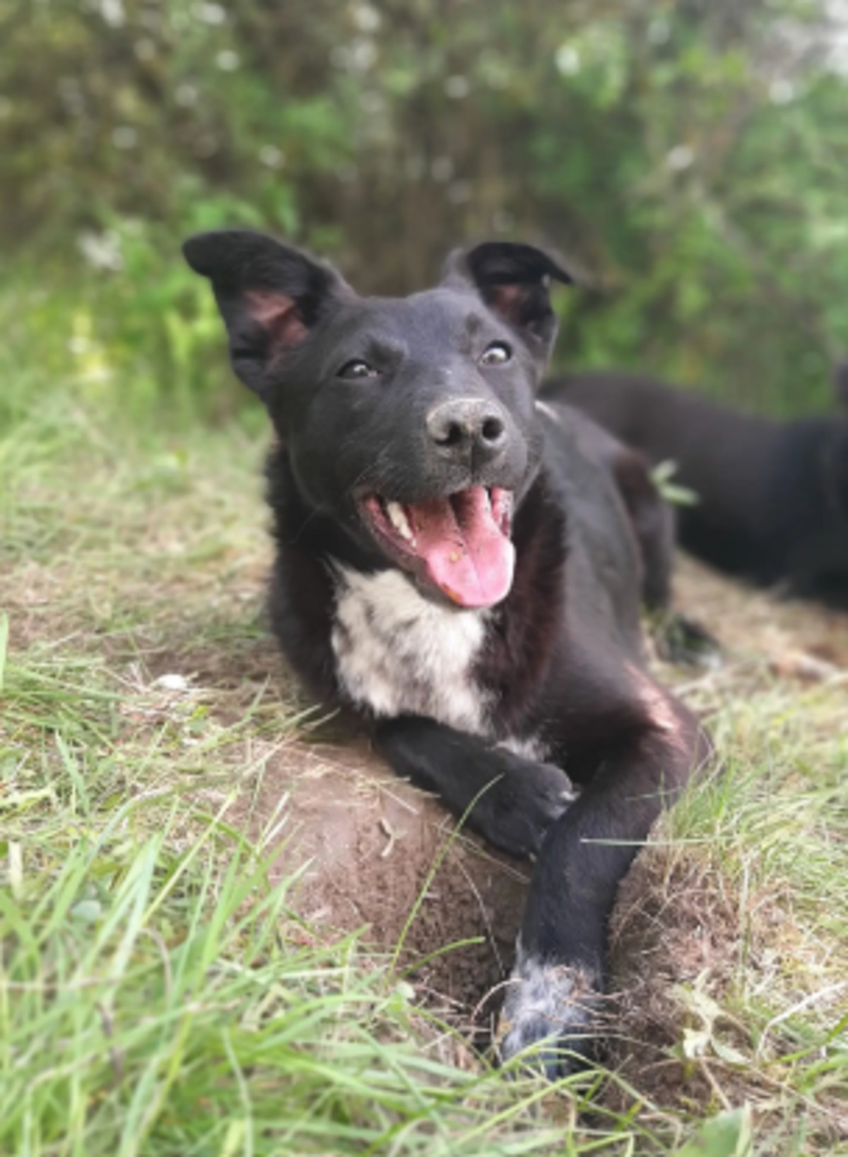 Adoption Pallina