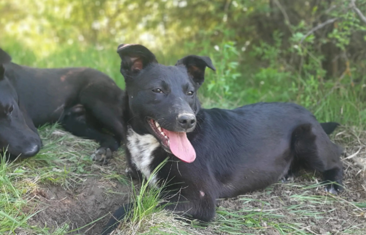 Adoption Pallina