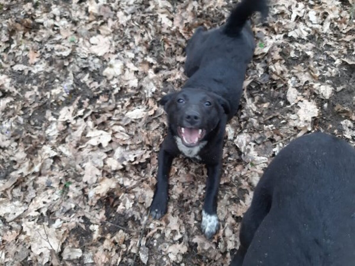 Adoption Pallina