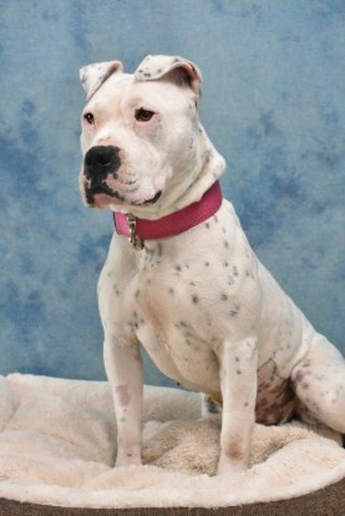 Adoption Palma