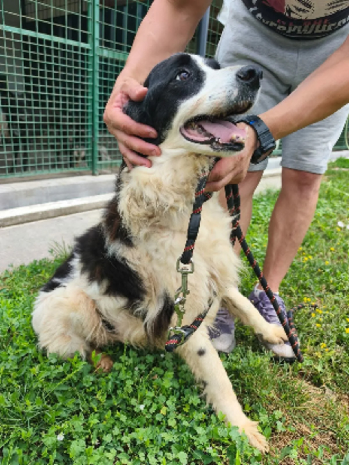 Adoption Panini