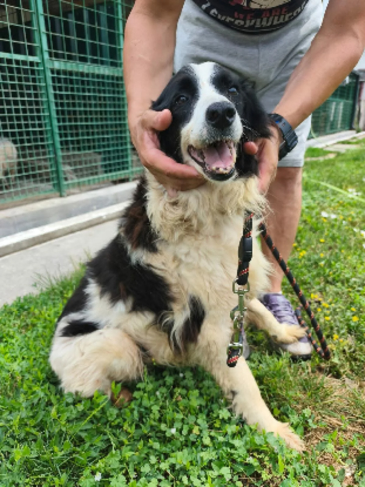 Adoption Panini