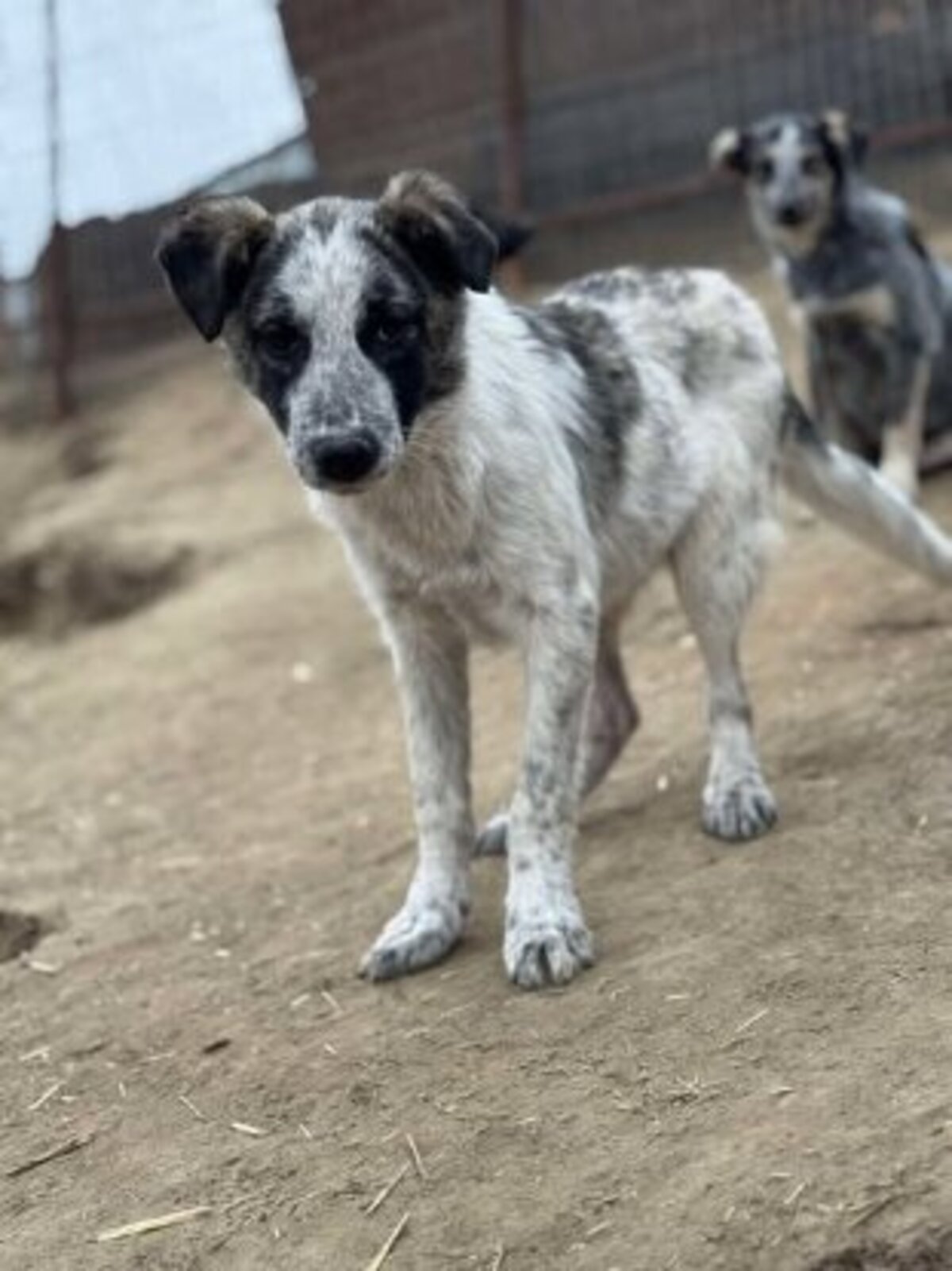 Adoption Pansy