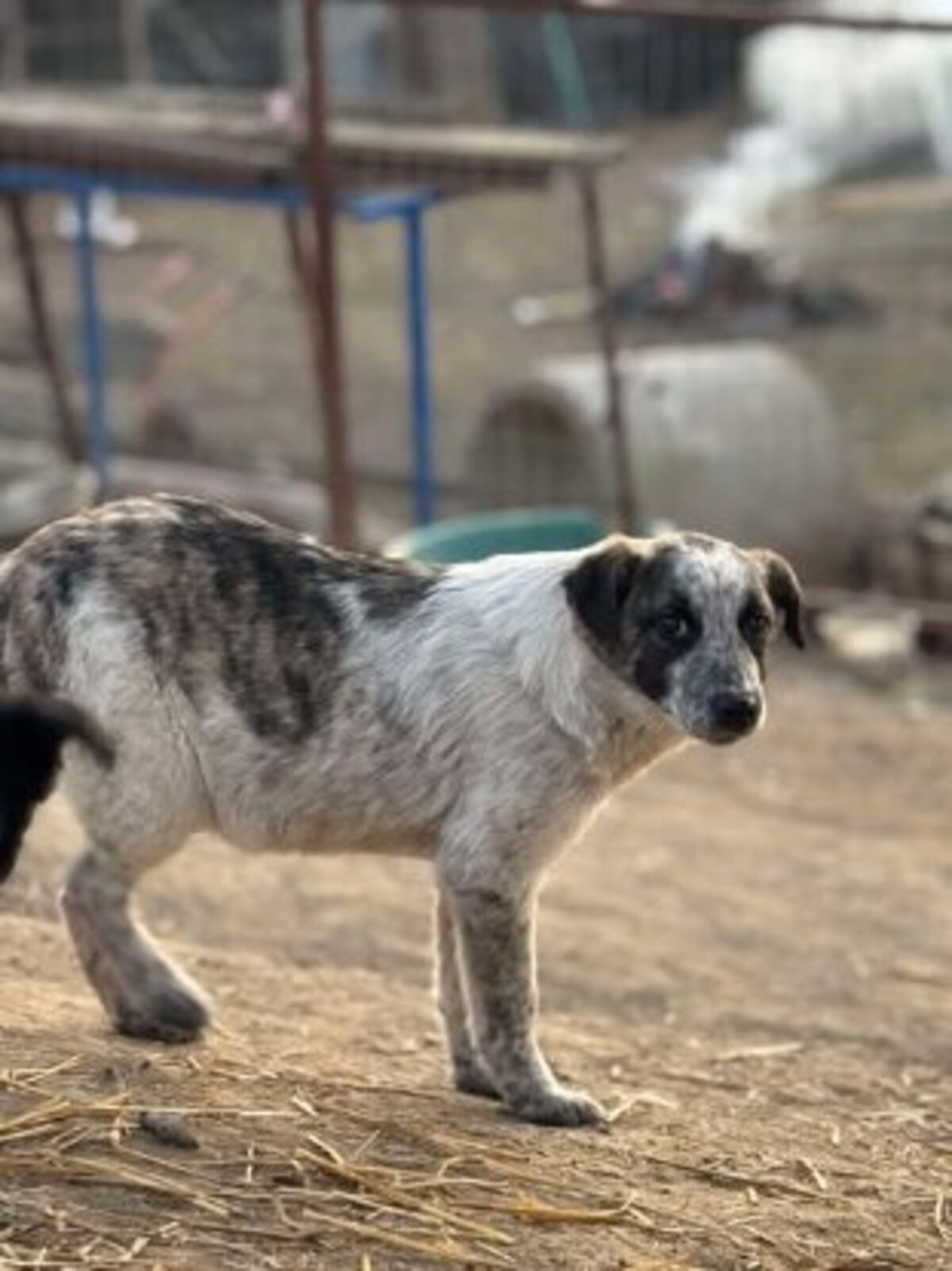 Adoption Pansy