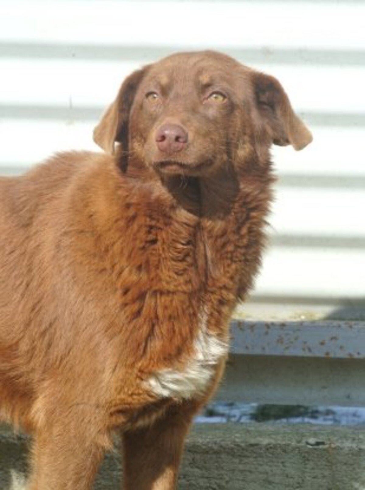 Adoption Parker