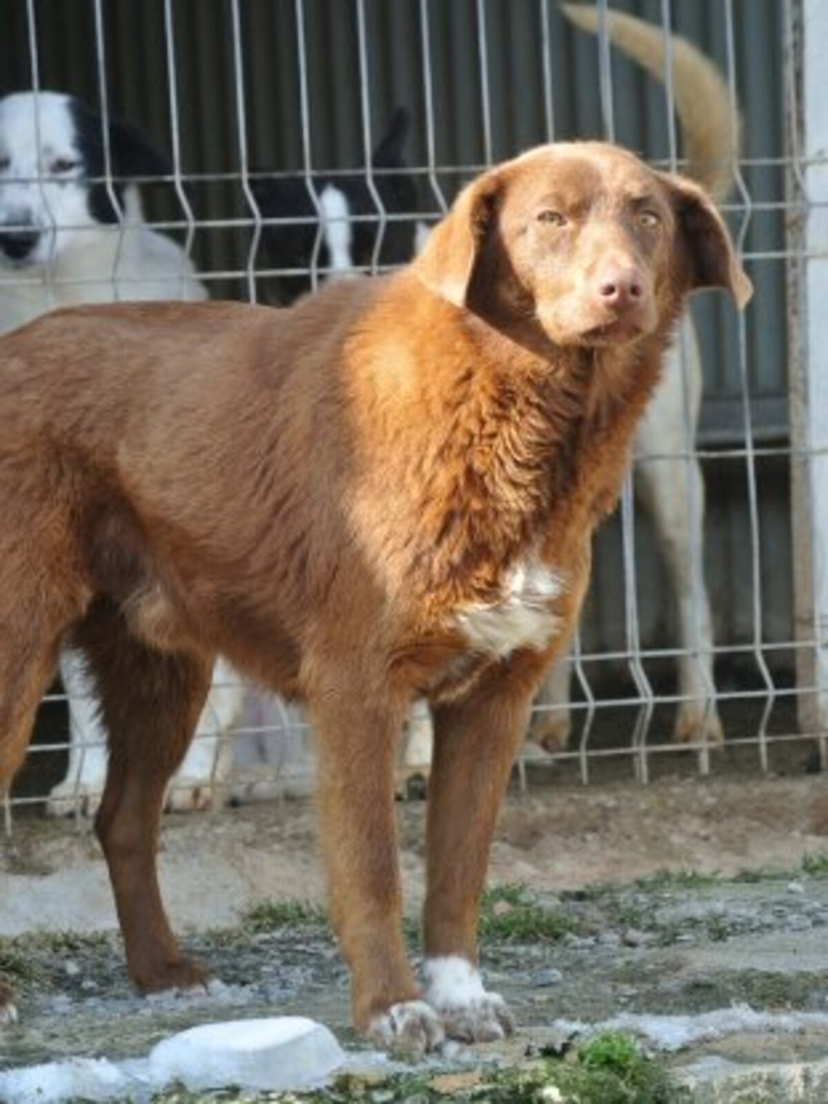 Adoption Parker