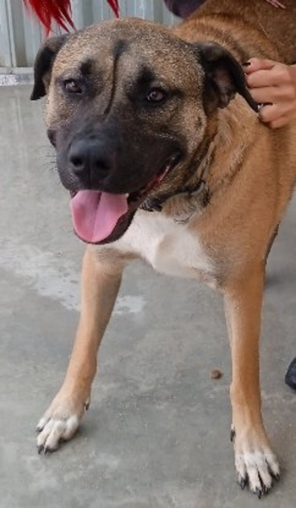 Adoption Parker