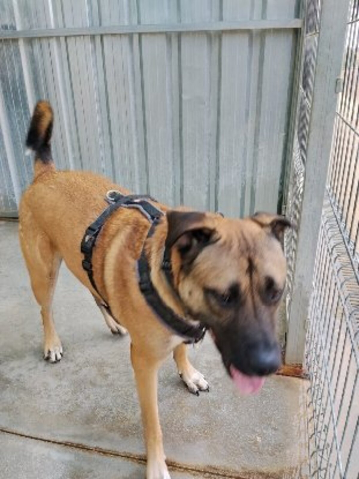 Adoption Parker