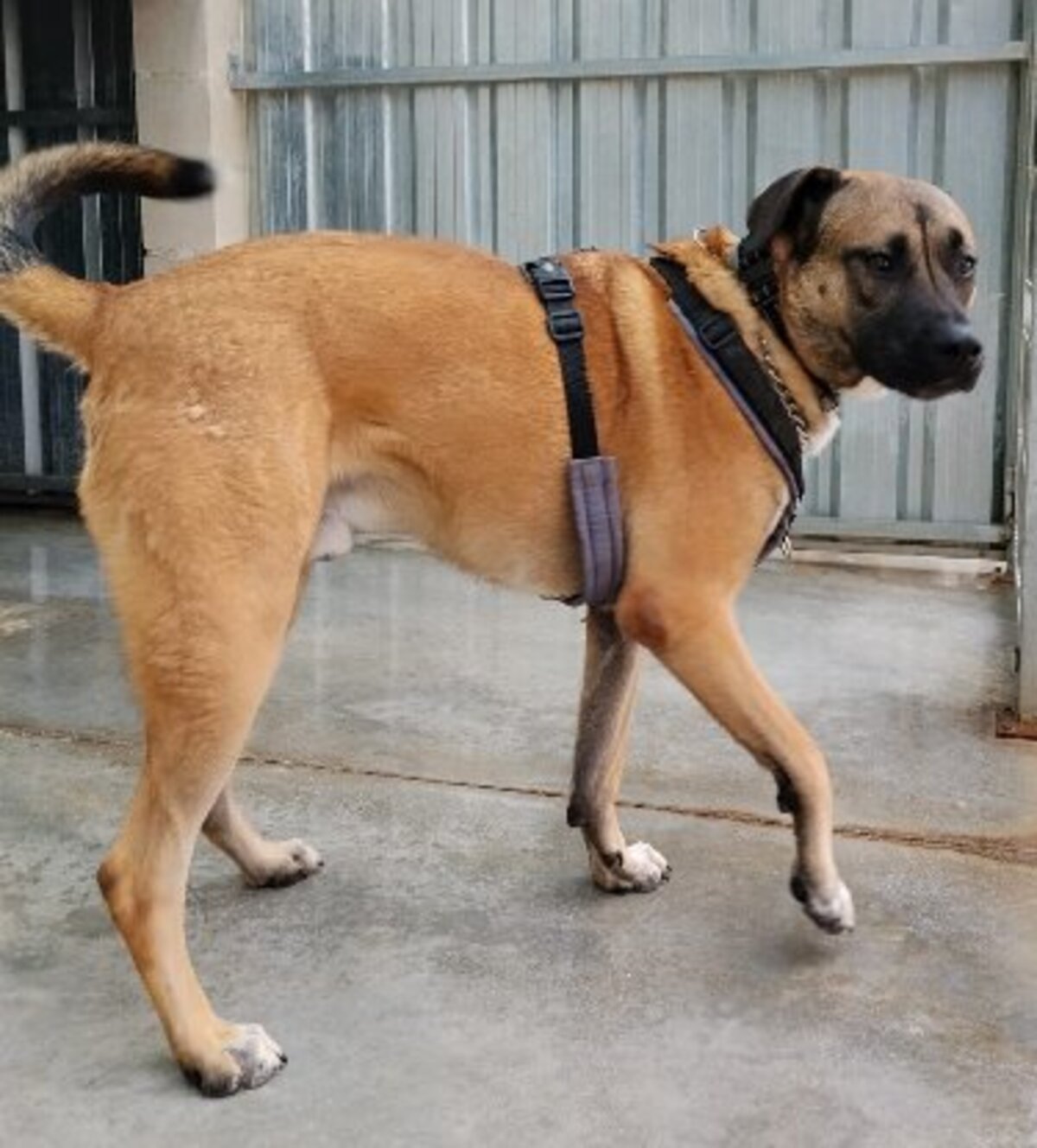 Adoption Parker