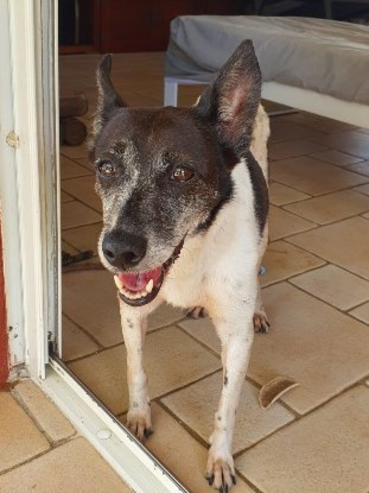 Adoption Parrafine