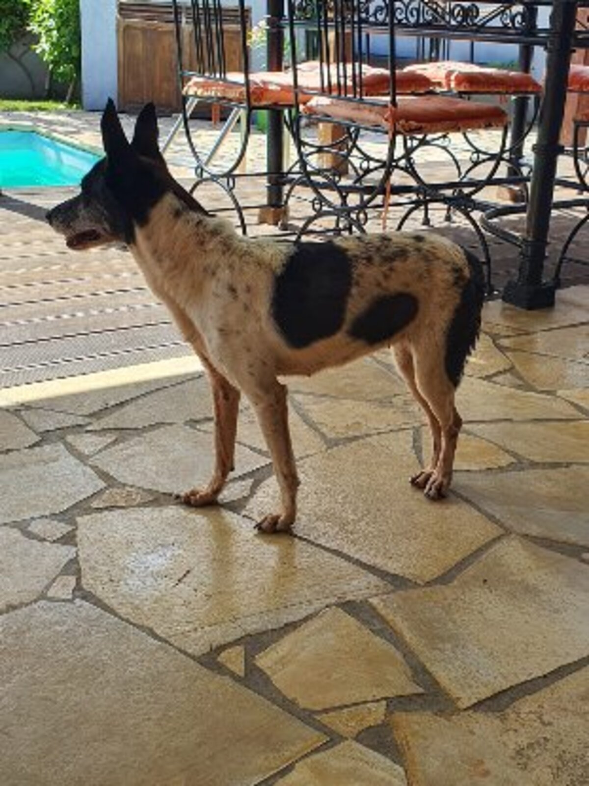 Adoption Parrafine