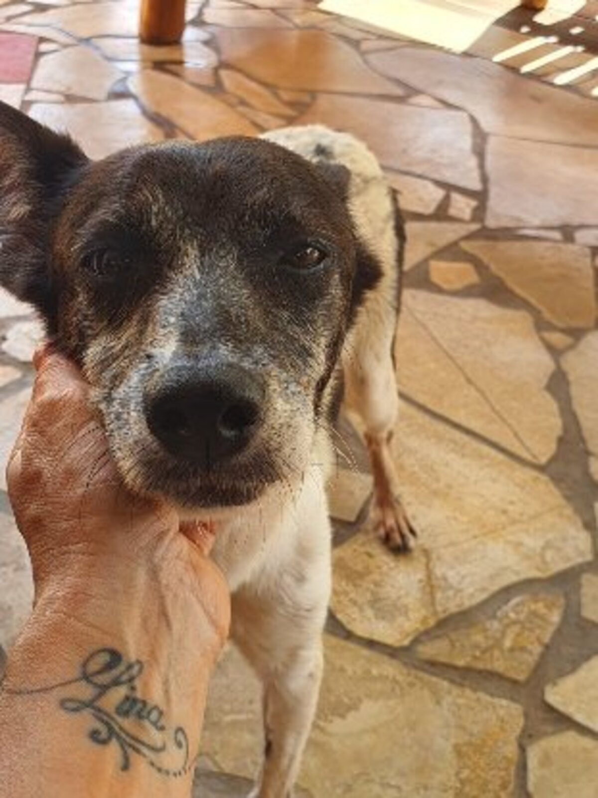 Adoption Parrafine