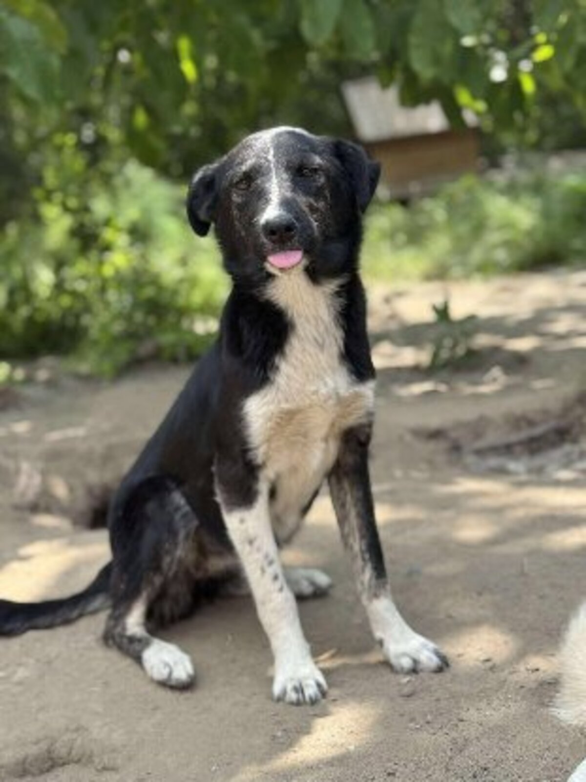 Adoption Paska