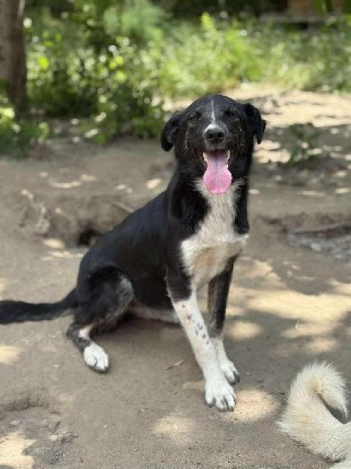 Adoption Paska