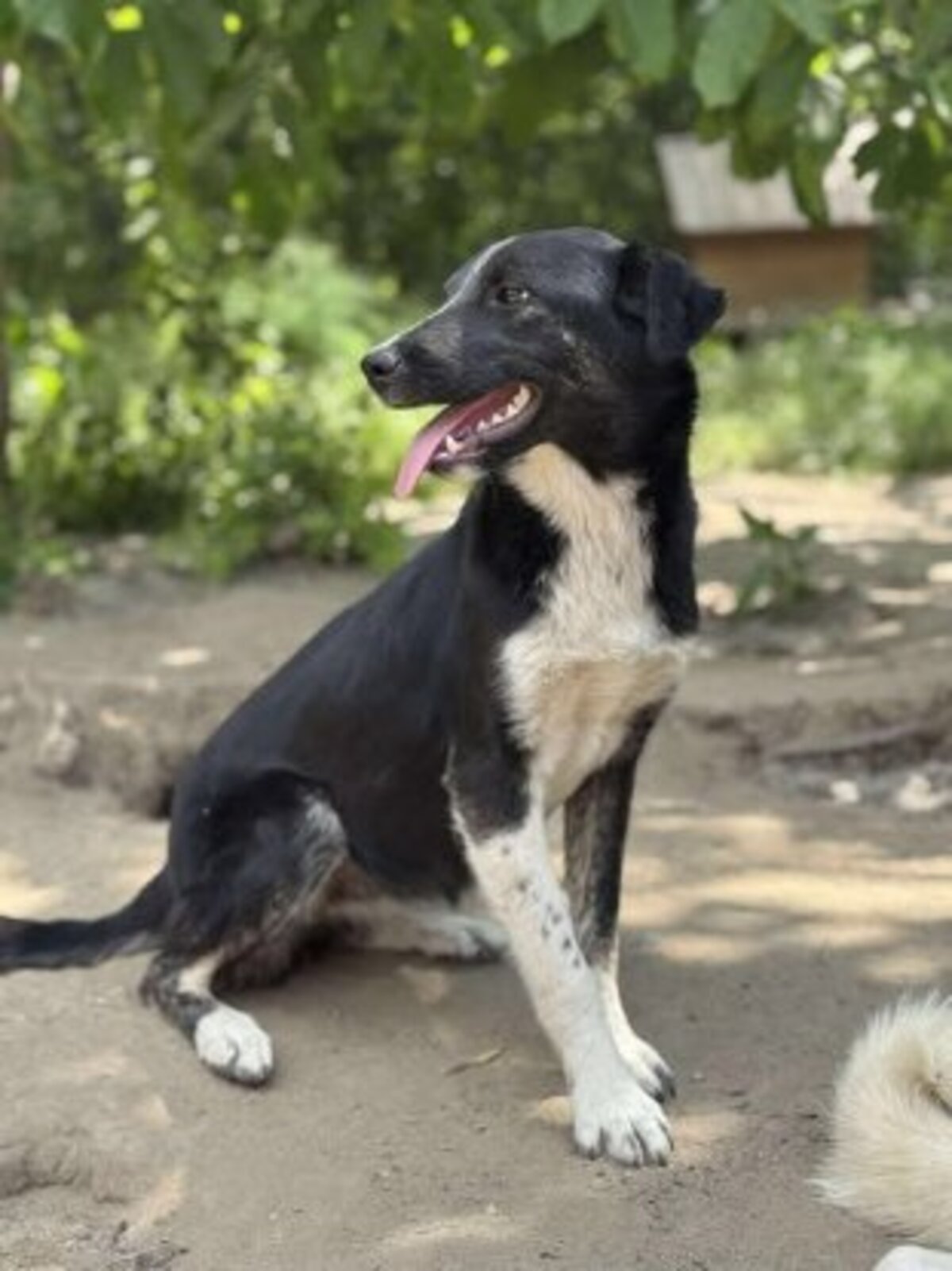 Adoption Paska