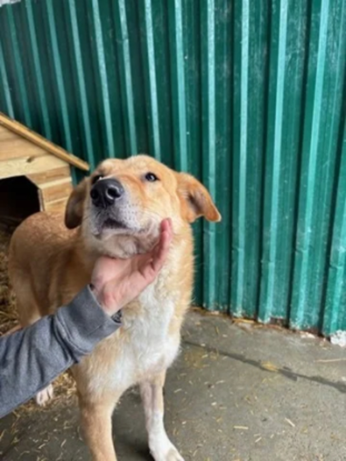 Adoption Passy