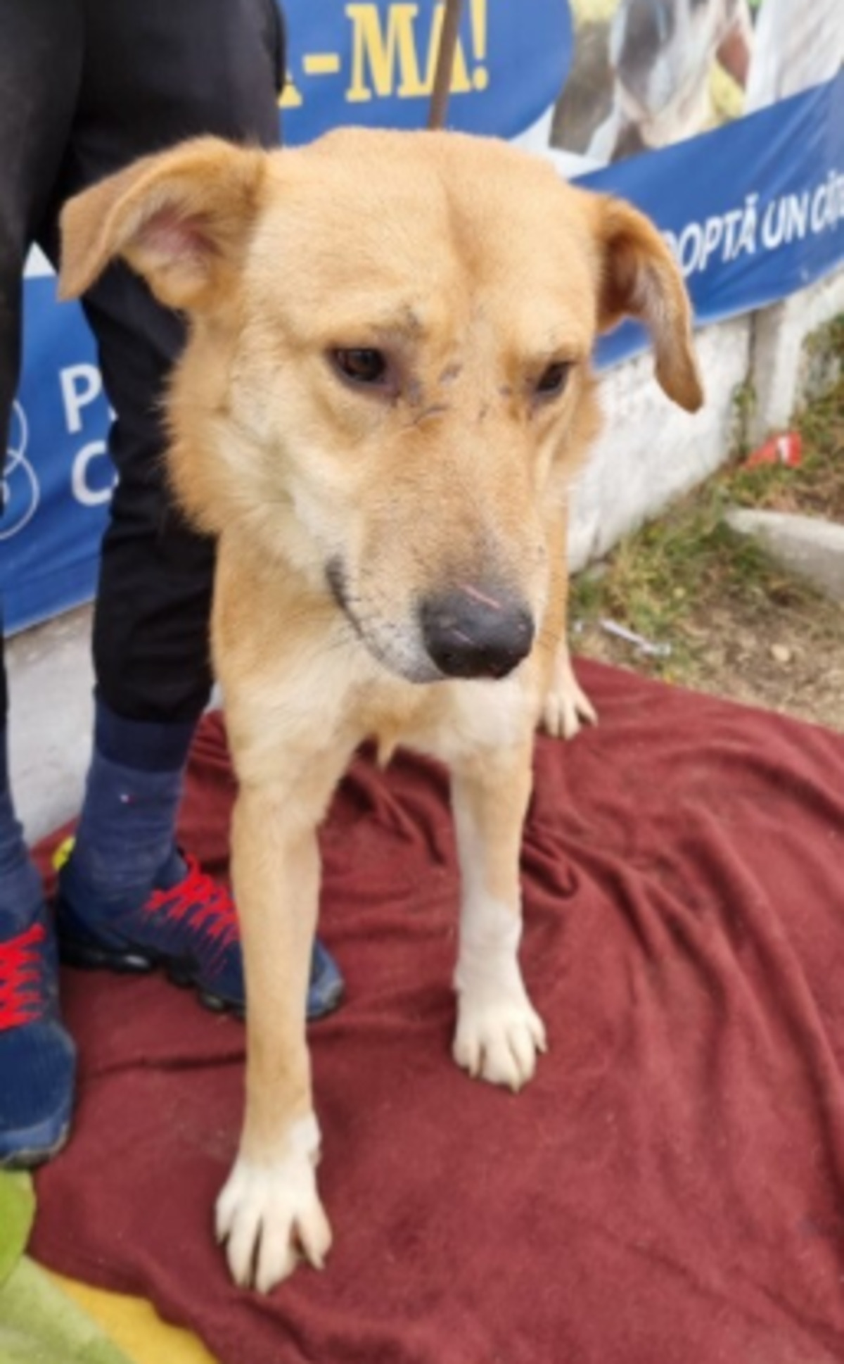 Adoption Passy