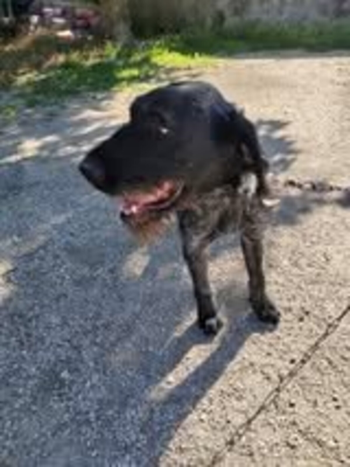 Adoption Patou