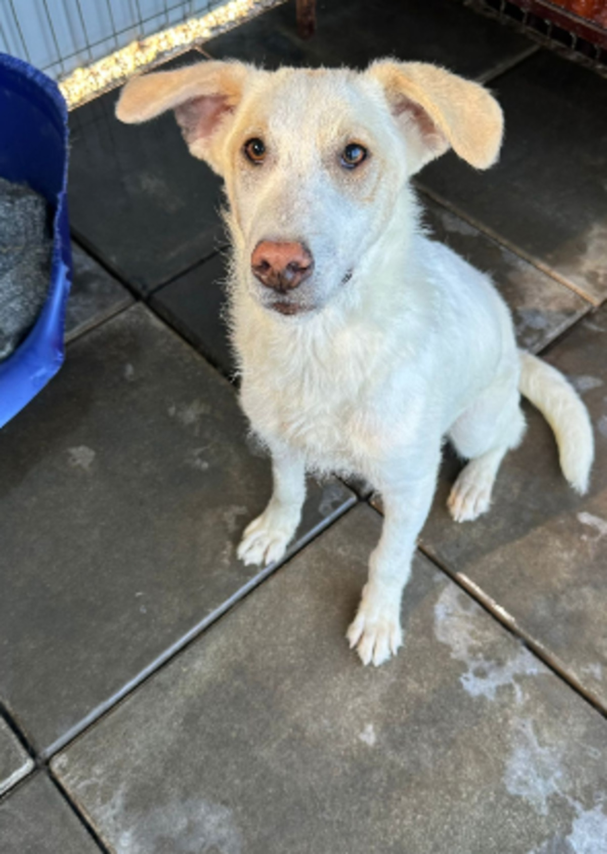 Adoption Patrick