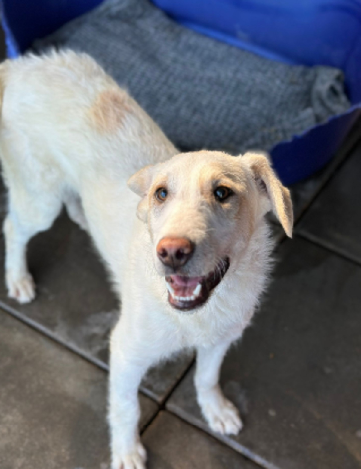 Adoption Patrick