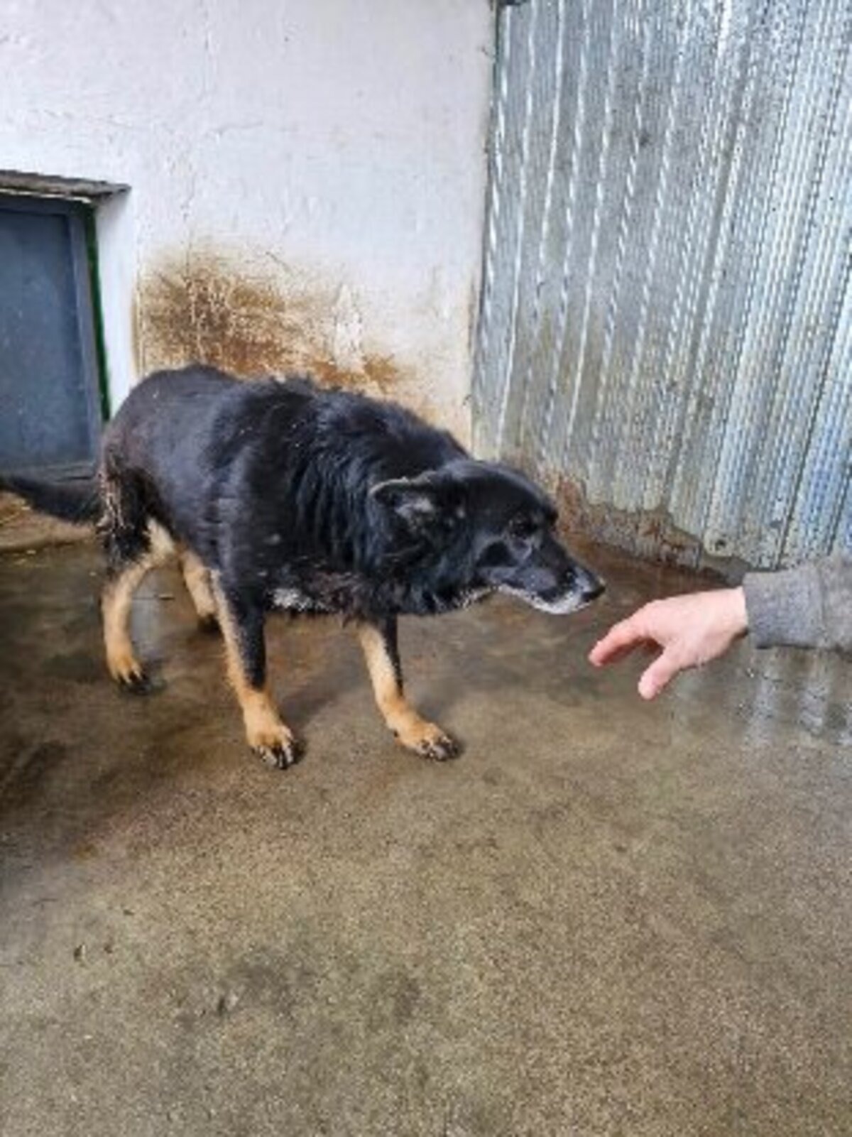 Adoption Paulette