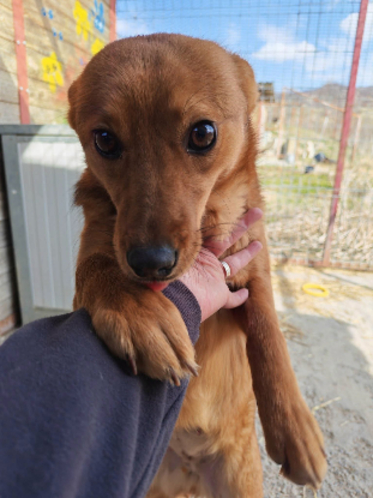 Adoption Paz