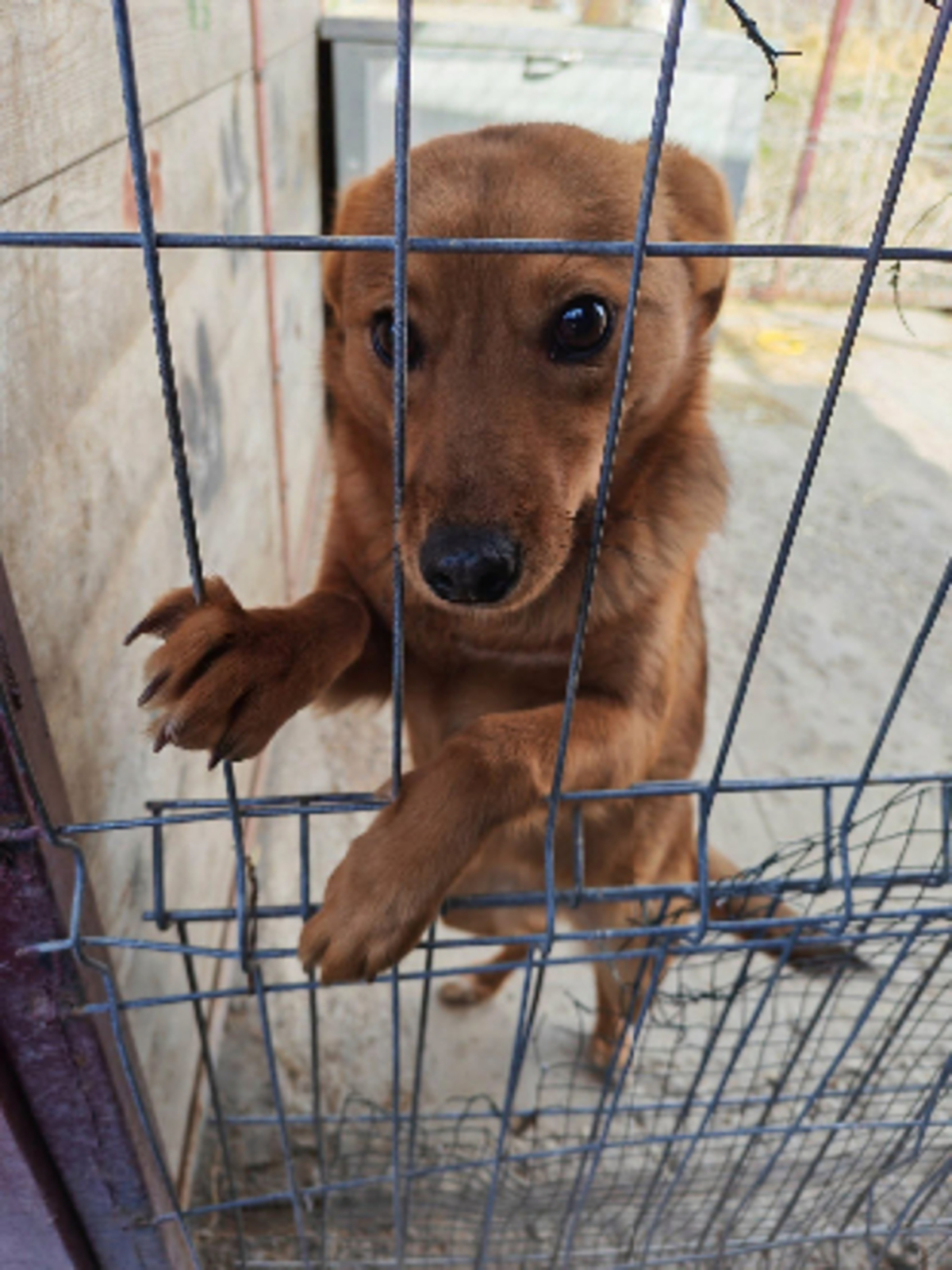 Adoption Paz