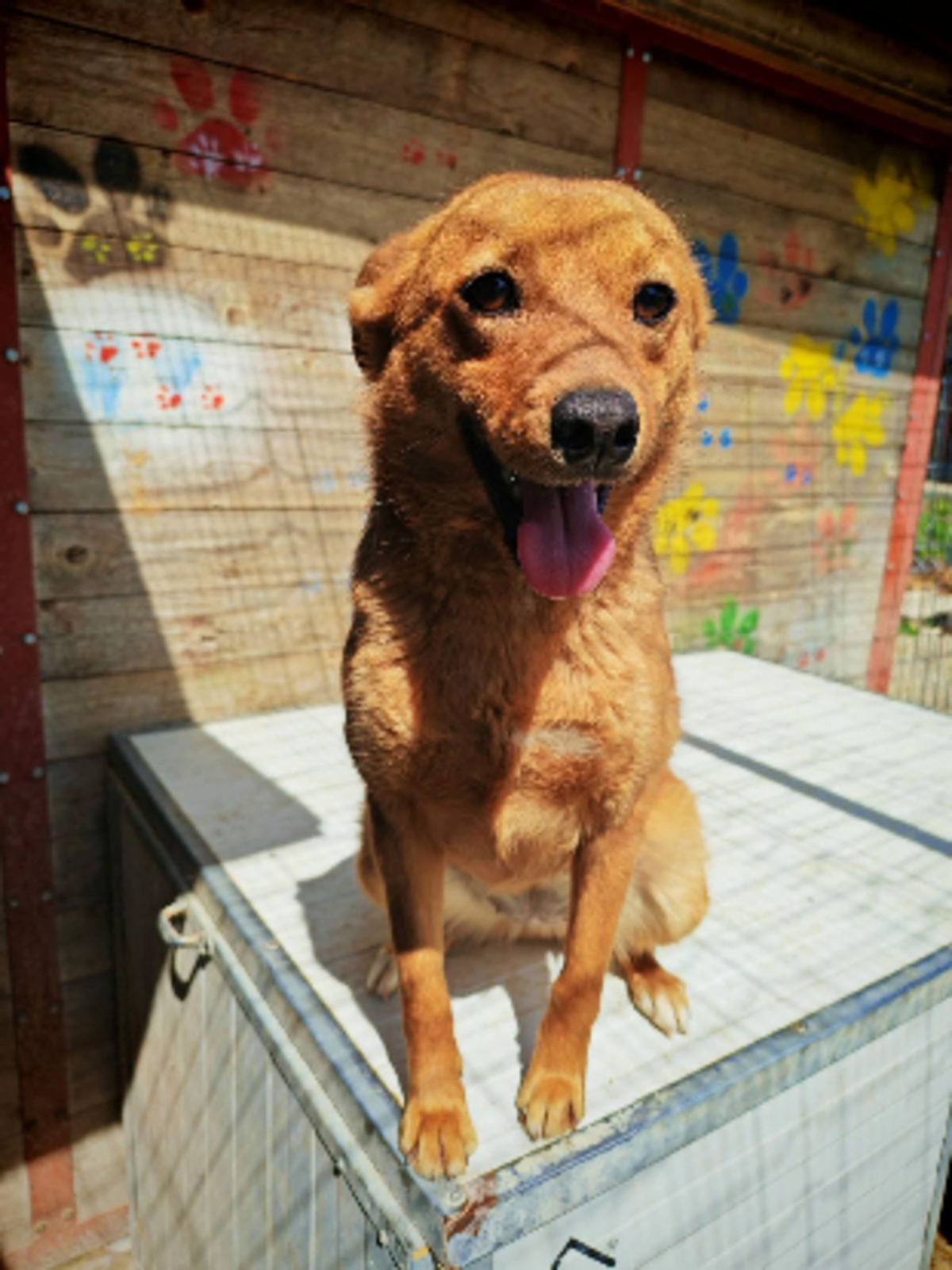 Adoption Paz