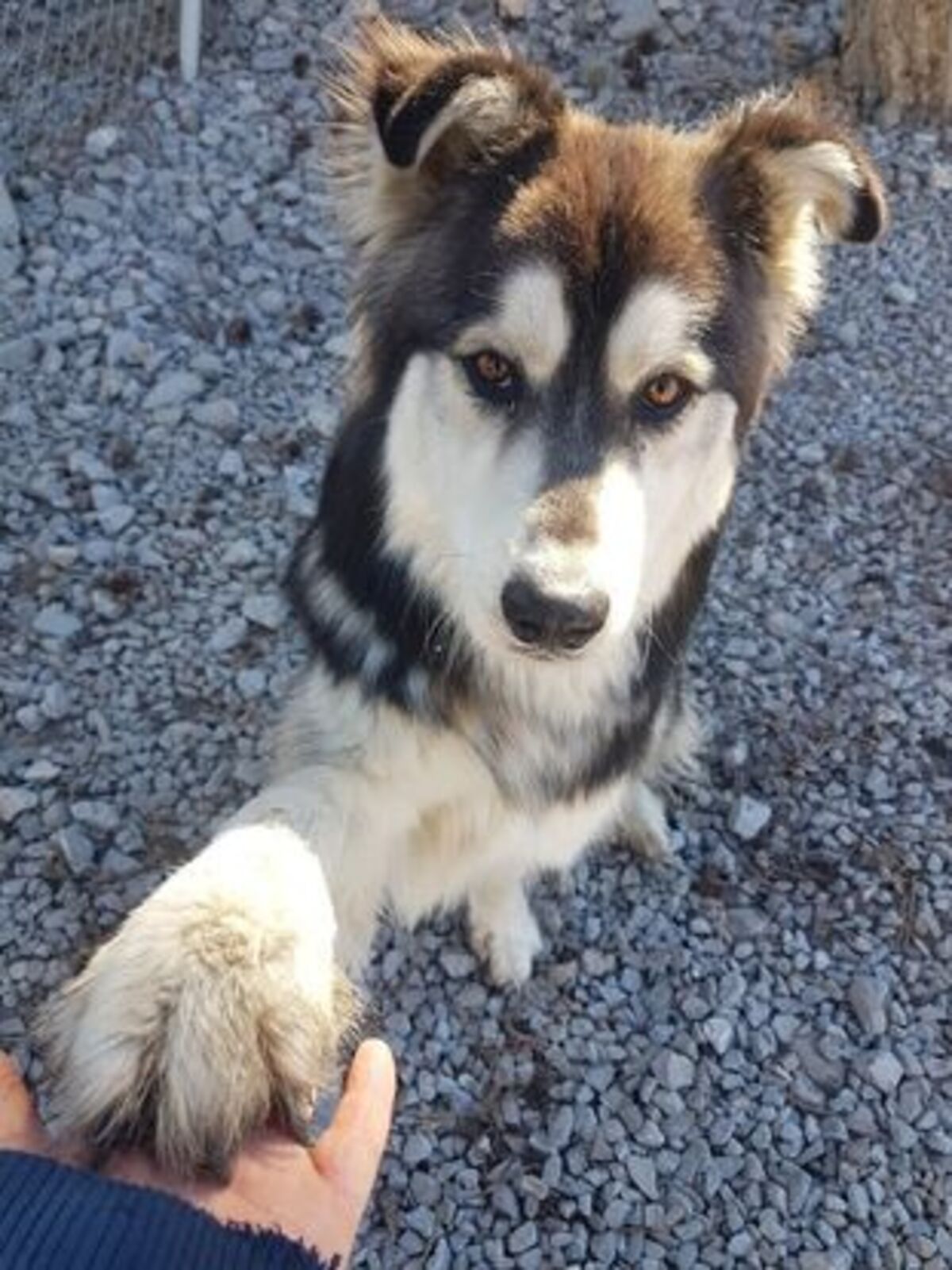 Adoption Pearly